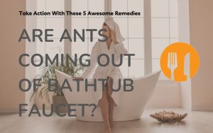 Are Ants Coming Out Of Bathtub Faucet?